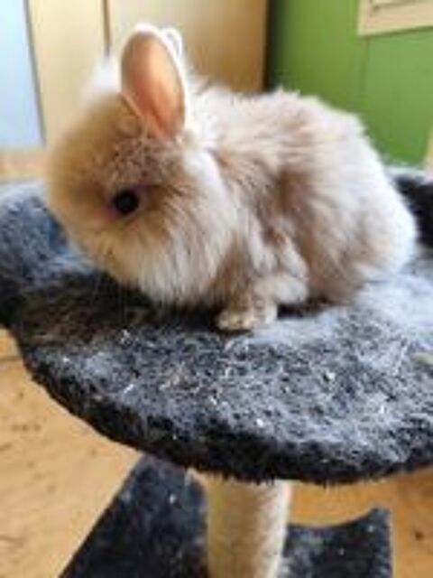   Bb lapin 