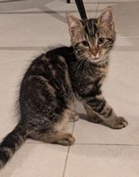   Chaton male 3 mois 