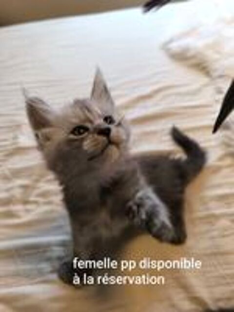   Bébé Maine coon  
