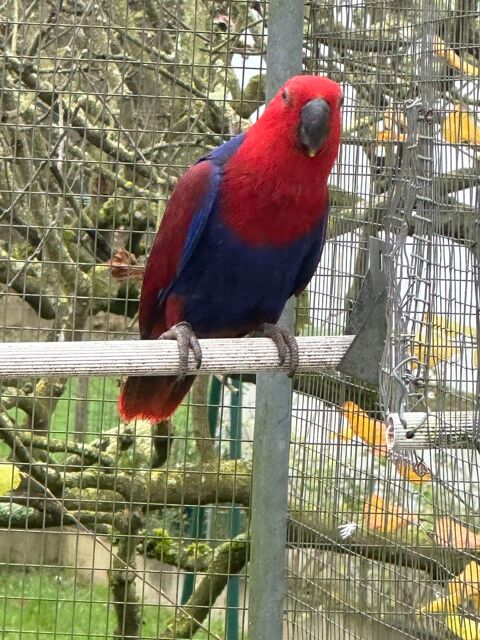 FEMELLE ECLECTUS NEE LE 10 JUIN 2024 600 49300 Cholet