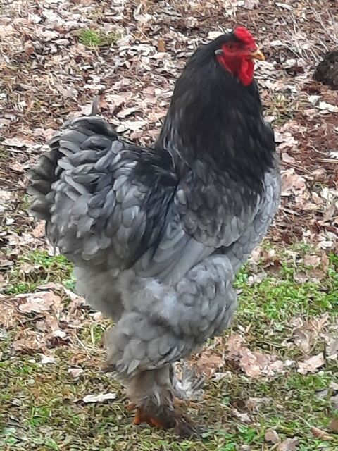 Coq Brahmâ bleu camaï noir 0 81170 Mouzieys-panens