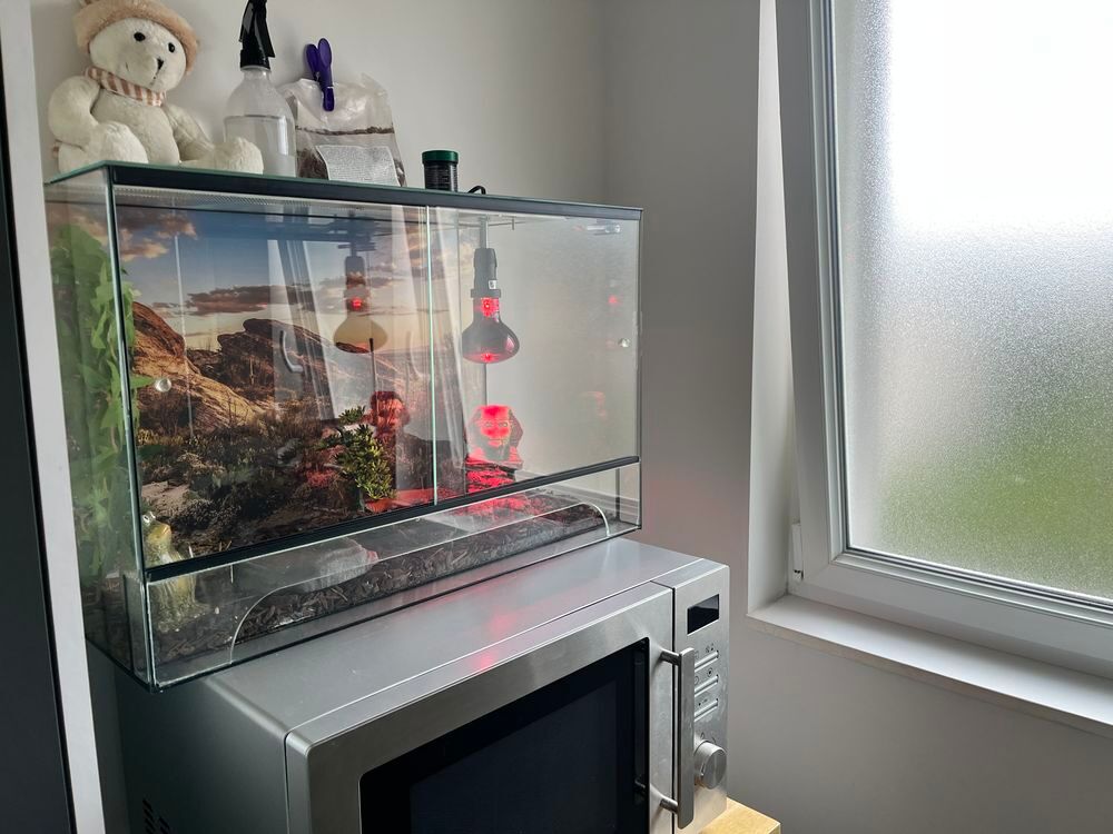 terrarium + gecko l&eacute;opard orange Décoration
