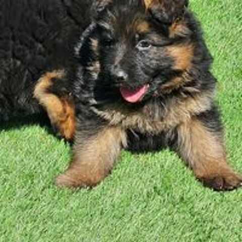   CHIOTS BERGER ALLEMAND LOF poils longs 