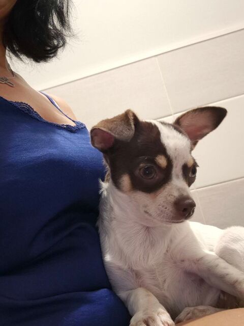 Une femelle petit gabarit tr&egrave;s joueurs et c&acirc;lines 7716 850 77166 Évry-grégy-sur-yerre