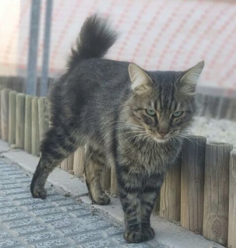 POMPON 230 27620 Gasny