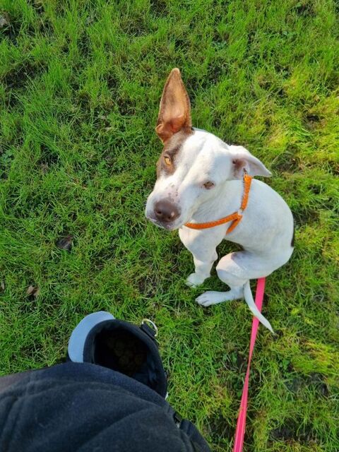 Neo, M&acirc;le, X Berger, n&eacute; le 01/01/2025 🐶 380 95000 Boisemont