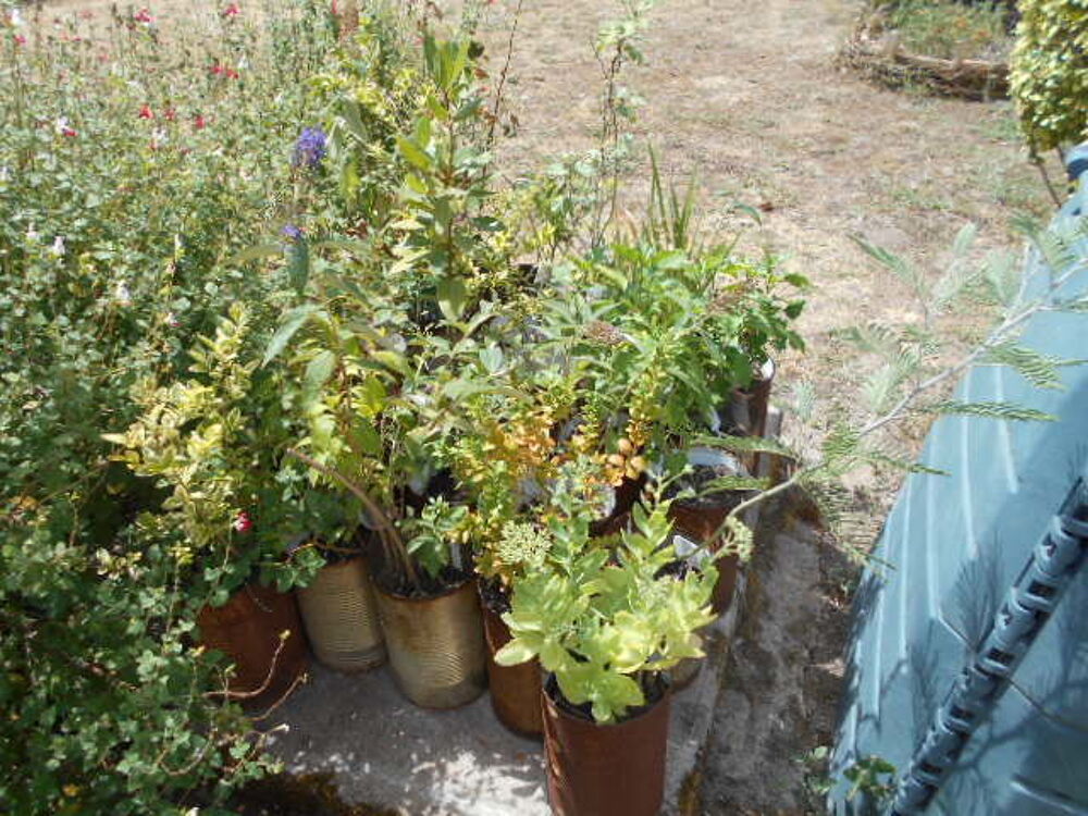 plantes vivaces
Jardin