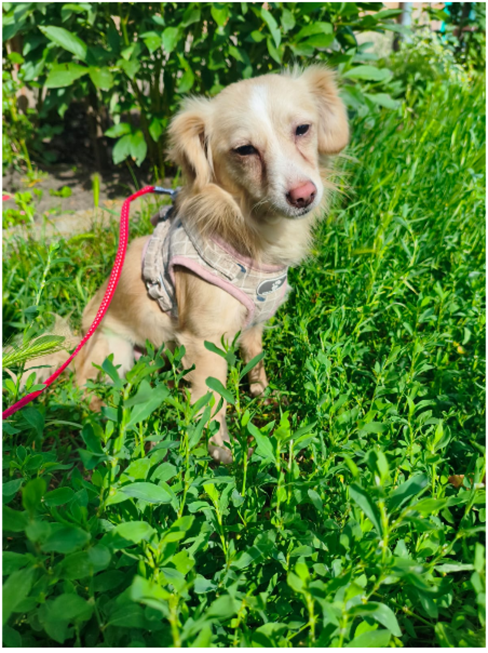   A L'ADOPTION LOLA 