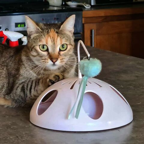 PRINCESSE FEMELLE TIGREE GRIS 1 AN 1/2 195 92260 Fontenay-aux-roses