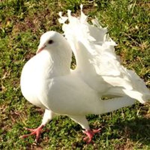   donne pigeons paons blancs pour se libérer des animaux.
