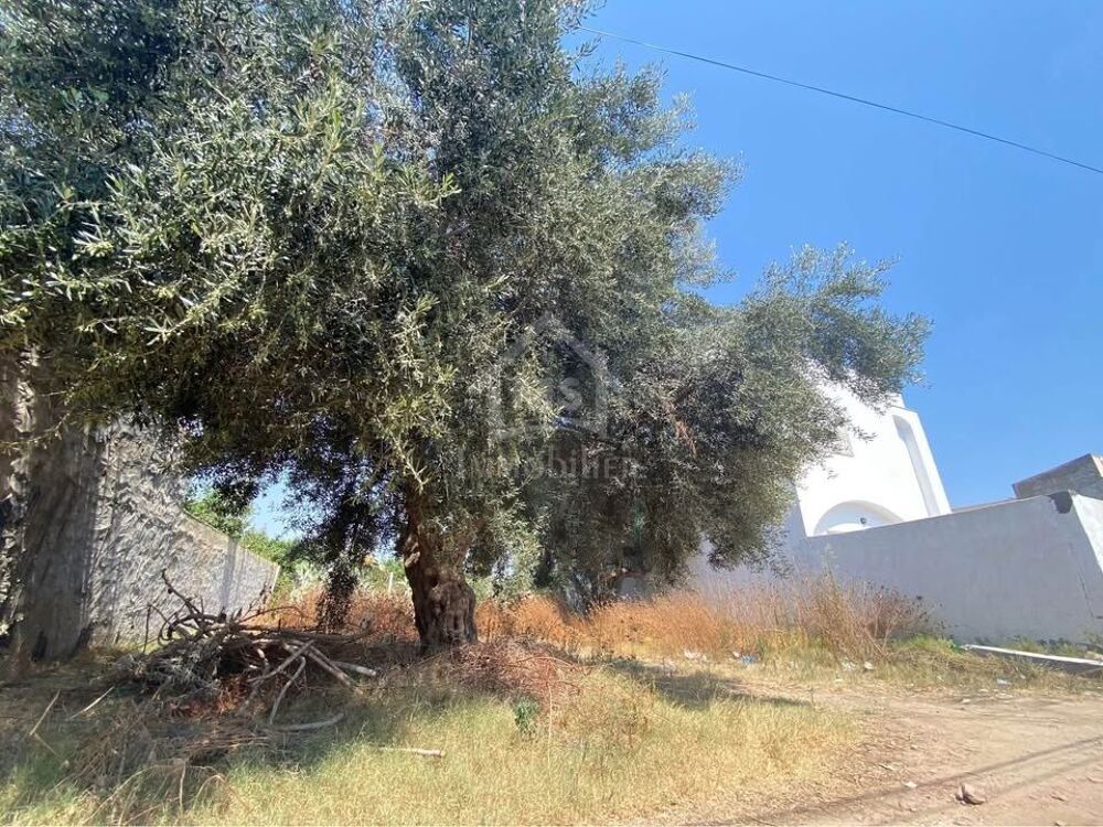 Vente Terrain Lot de terrain de 250 m² à Hammamet 51355351 Hammamet, tunisia (Tunisie)