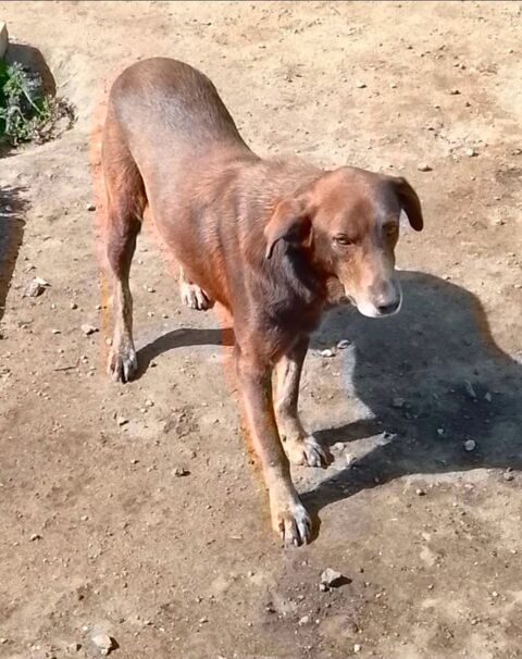 CHOCO SE TROUVE DANS UN REFUGE AU MAROC 0 75018 Paris