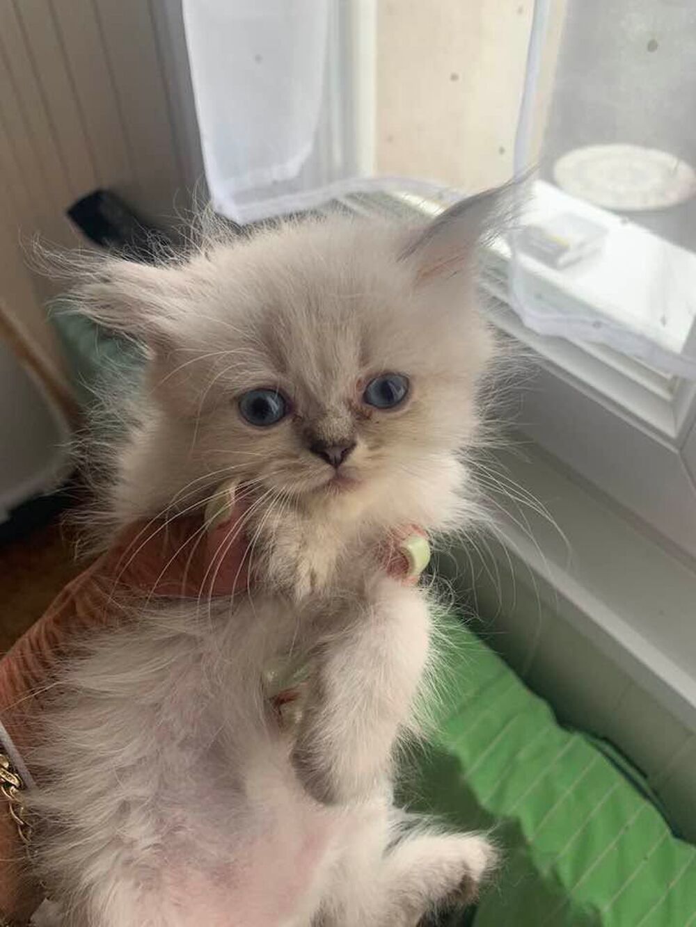   Chatons croisés sibérien/persan à réserver 
