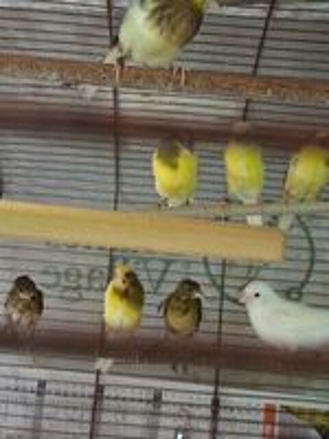   Canari raza  