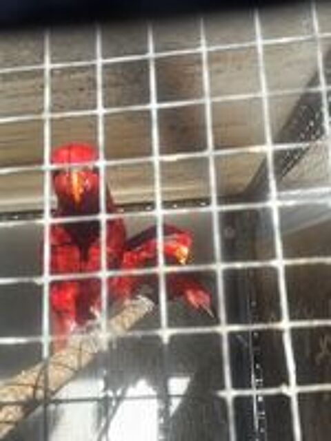   Cède Lori éos réticulatas Male seul ,ou couple élevé main  