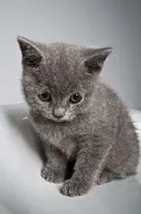 ADORABLES CHATONS MALES ET FEMELLES HABITUES AUX ENFANTS 0 93140 Bondy