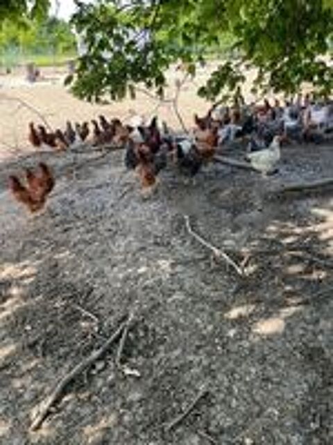   Poules pondeuses pure race 