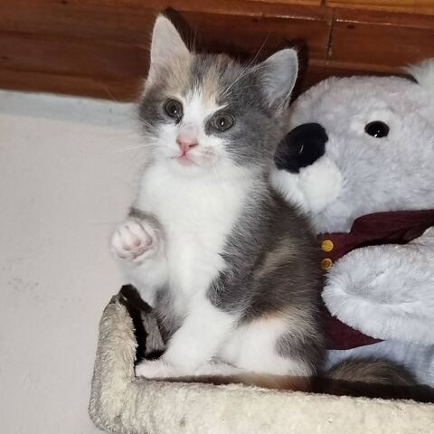 BA&Iuml;A et BIDULE, un duo a l'adoption 1 26220 Dieulefit