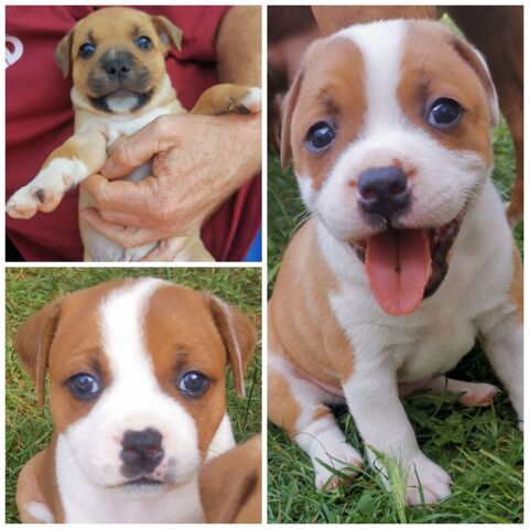 Staffie LOF 1100 31100 Toulouse