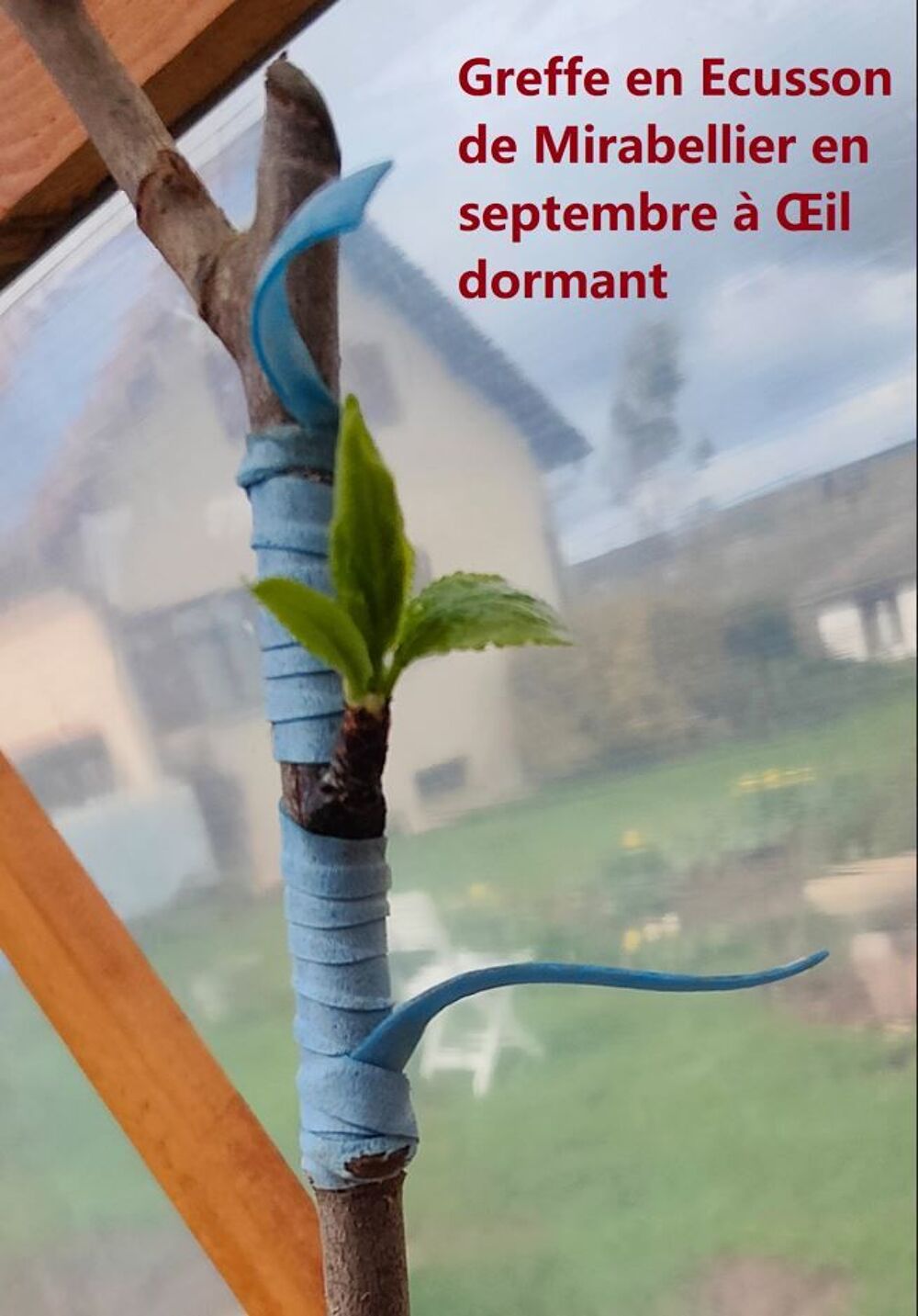 100 Bandelettes &eacute;lastiques pour greffage (Flexiband) Jardin