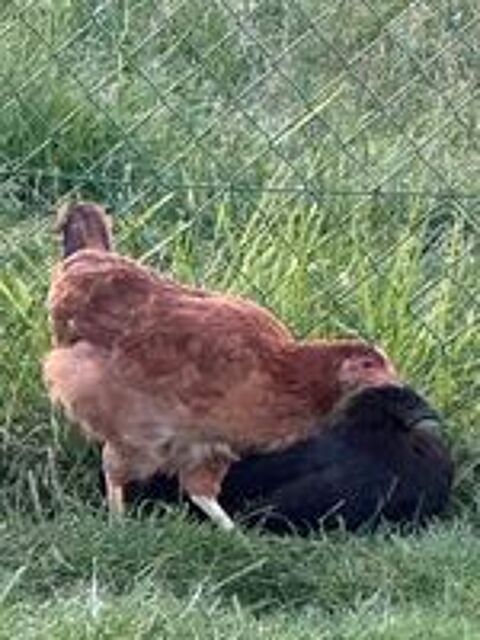   poulette 