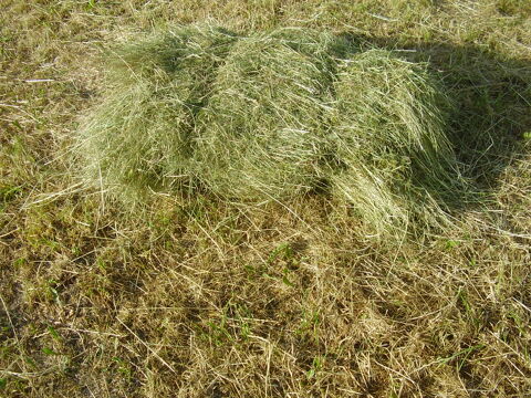 foin / nourrisseur  a lapin / granule de foin 55000 Rumont