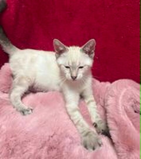   Melchior un petit bout tout chou  