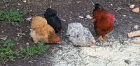   poule pondeuses et coq de couleurs diffrent marron. 