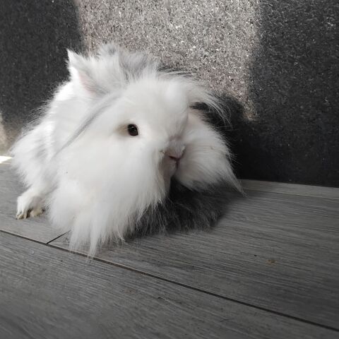 Lapin tete de lion mle et femelle ( un lapin = 20 )  Vielsalm, belgique