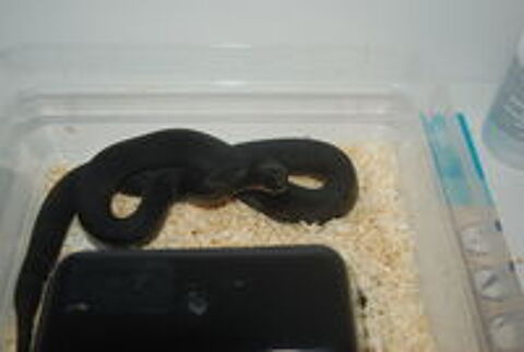   Pituophis melanoleucus lodingi 