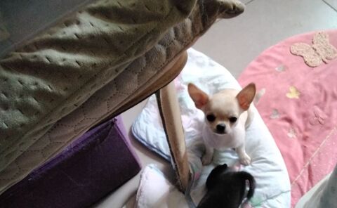 BB CHIHUAHUAS 550 07290 Quintenas