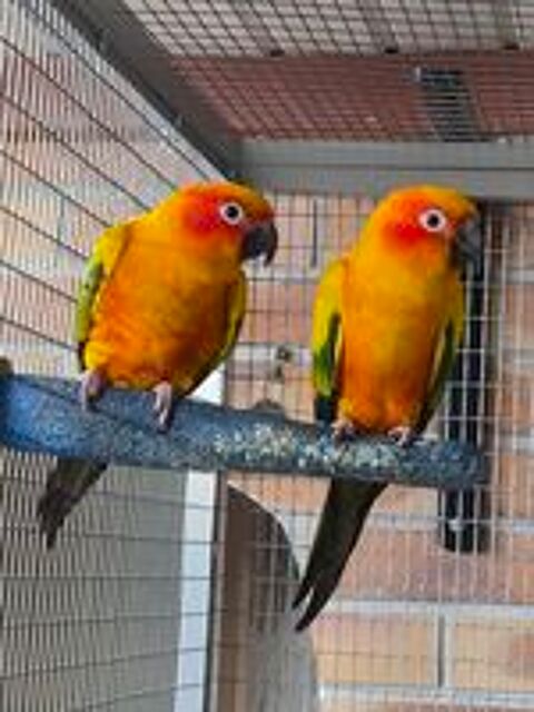  Conure Soleil de 2026 