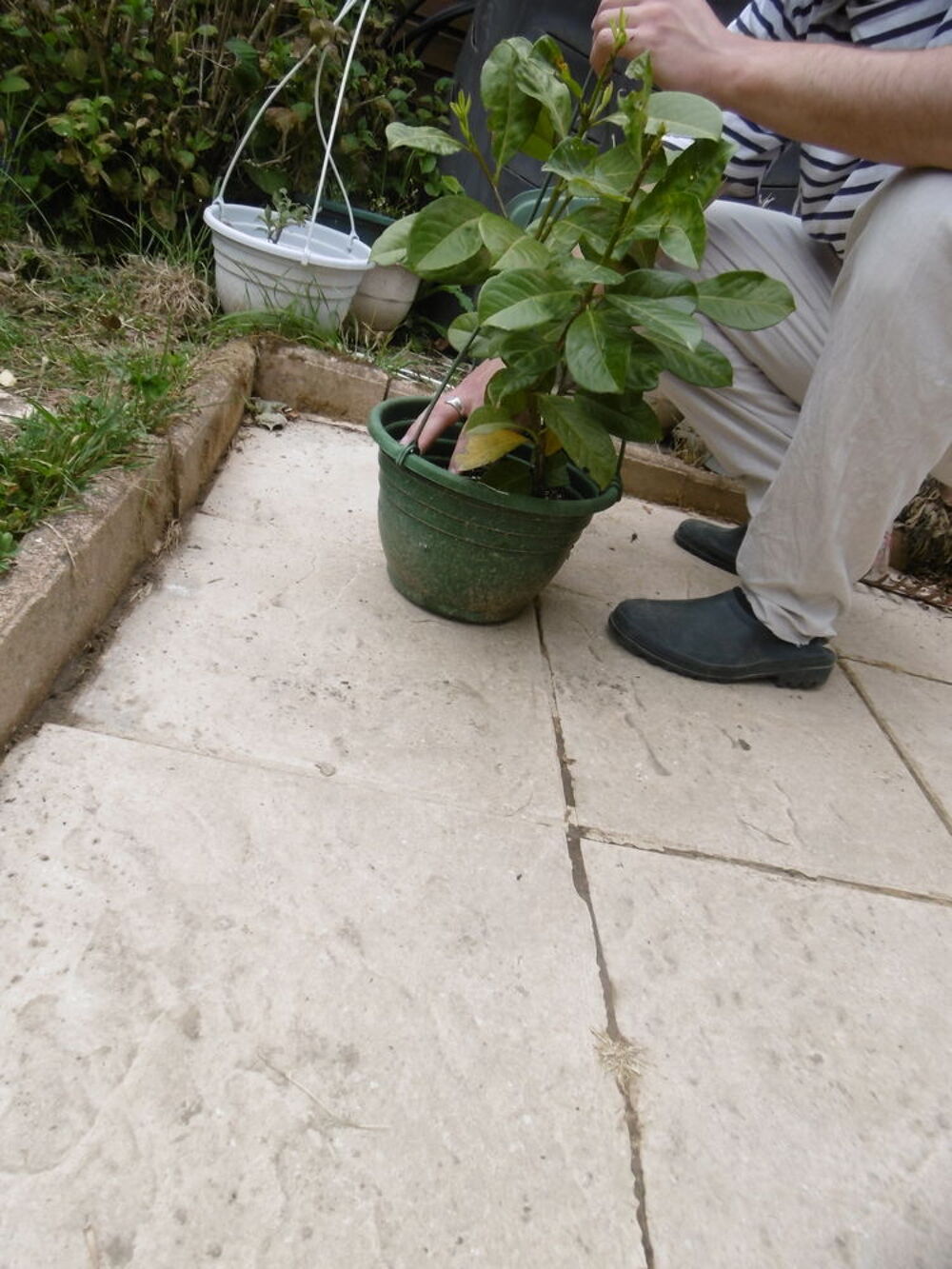 pied de Laurier, 3 branches, environ 55 cm Jardin