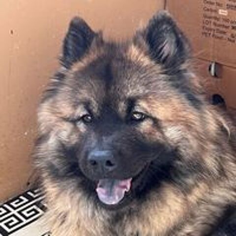   Magnifiques chiots Eurasier LOF 
