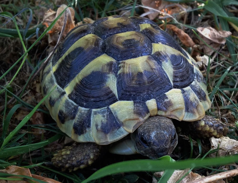   TORTUES DE TERRE 