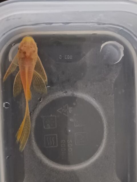 Ancistrus gold voilé 10 94380 Bonneuil-sur-marne