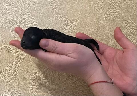 Caniche Toy Noir 2500 63000 Clermont-ferrand