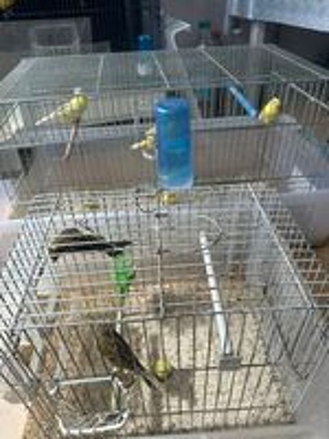   Canaris Raza  