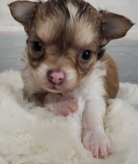 chihuahuas poils longs 0 13780 Cuges-les-pins
