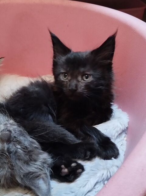 Maine Coon loof 1000 56140 Tréal
