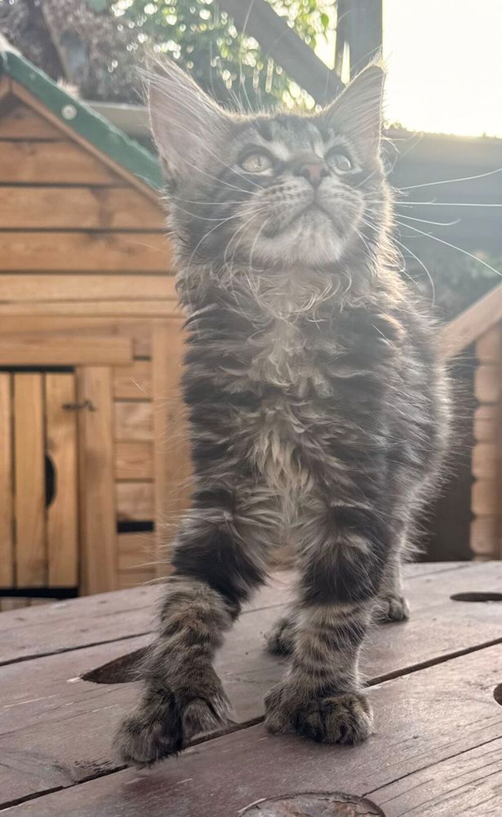   Femelle Maine Coon LOOF polydactyle 