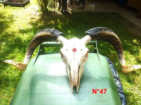 TETES Animal Naturalises 0 Saint-Mdard-en-Jalles (33)