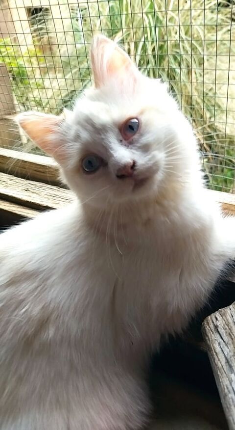 Chaton crois&eacute; sacr&eacute; de Birmanie 390 67150 Uttenheim