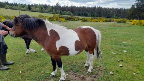 2 poneys 350 43170 Saugues
