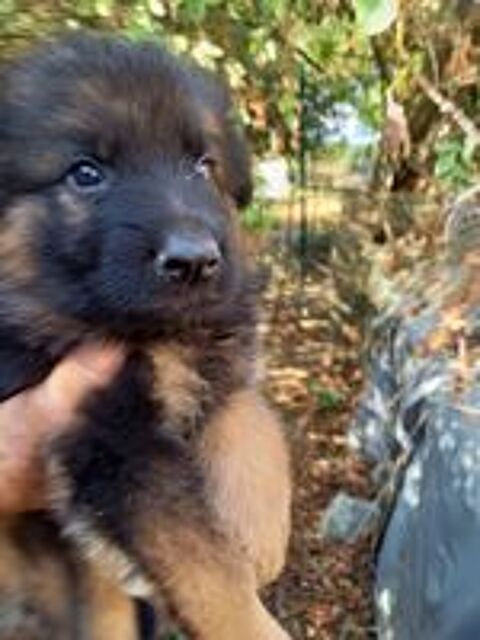   TRES BEAUX CHIOTS BERGERS ALLEMAND A POILS LONGS.LOF 