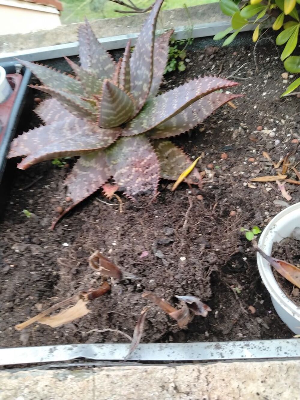 POTS DE FLEURS A GOGO &agrave; partir de 3€ pi&egrave;ce le pot 
et plante Jardin