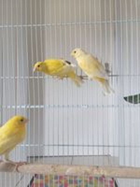   Canaris 