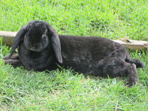 jeune lapine Bélier NAINE REX 45 18340 Levet