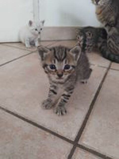   Donne chaton  