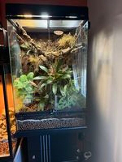   Terrarium  